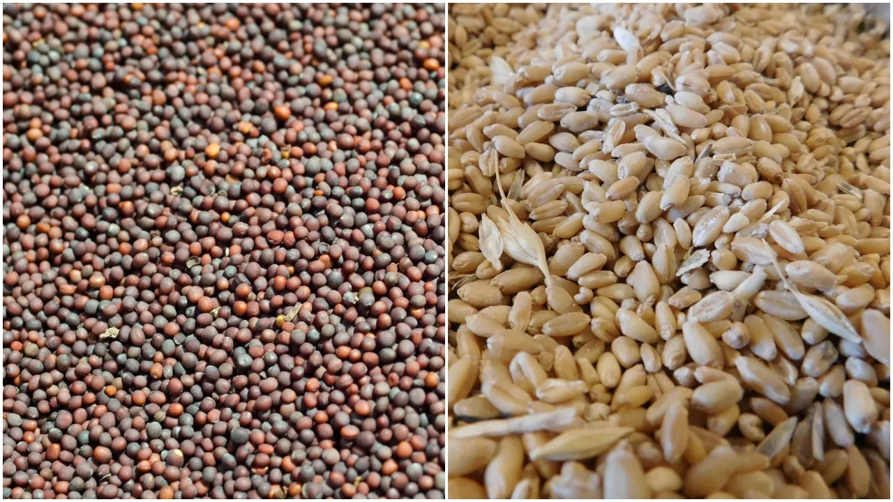 Mustard Wheat