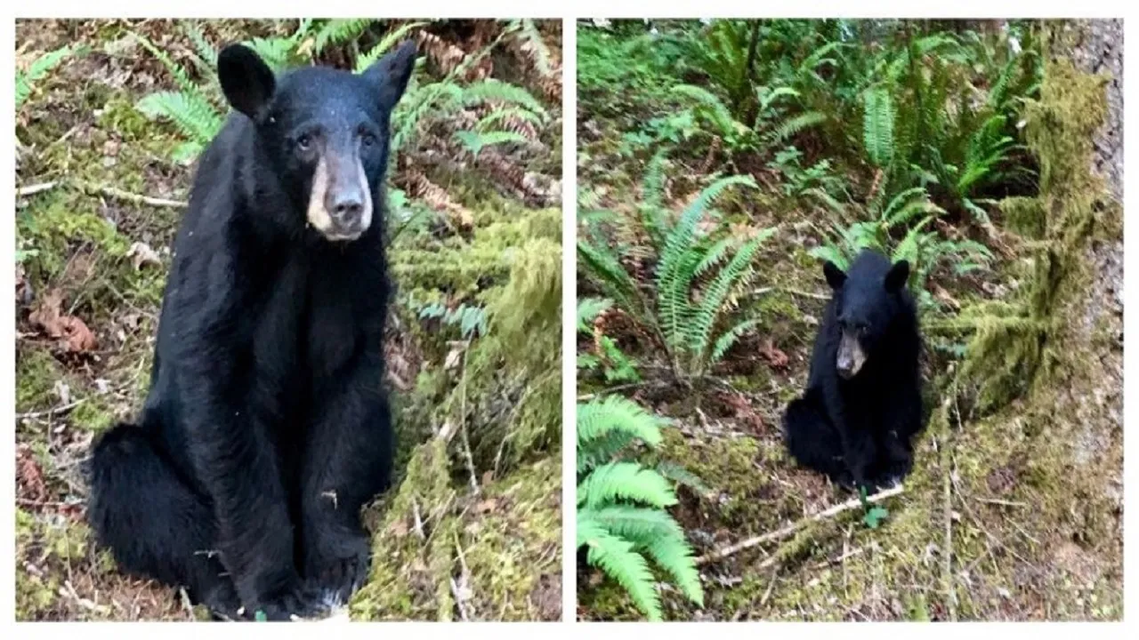 bear