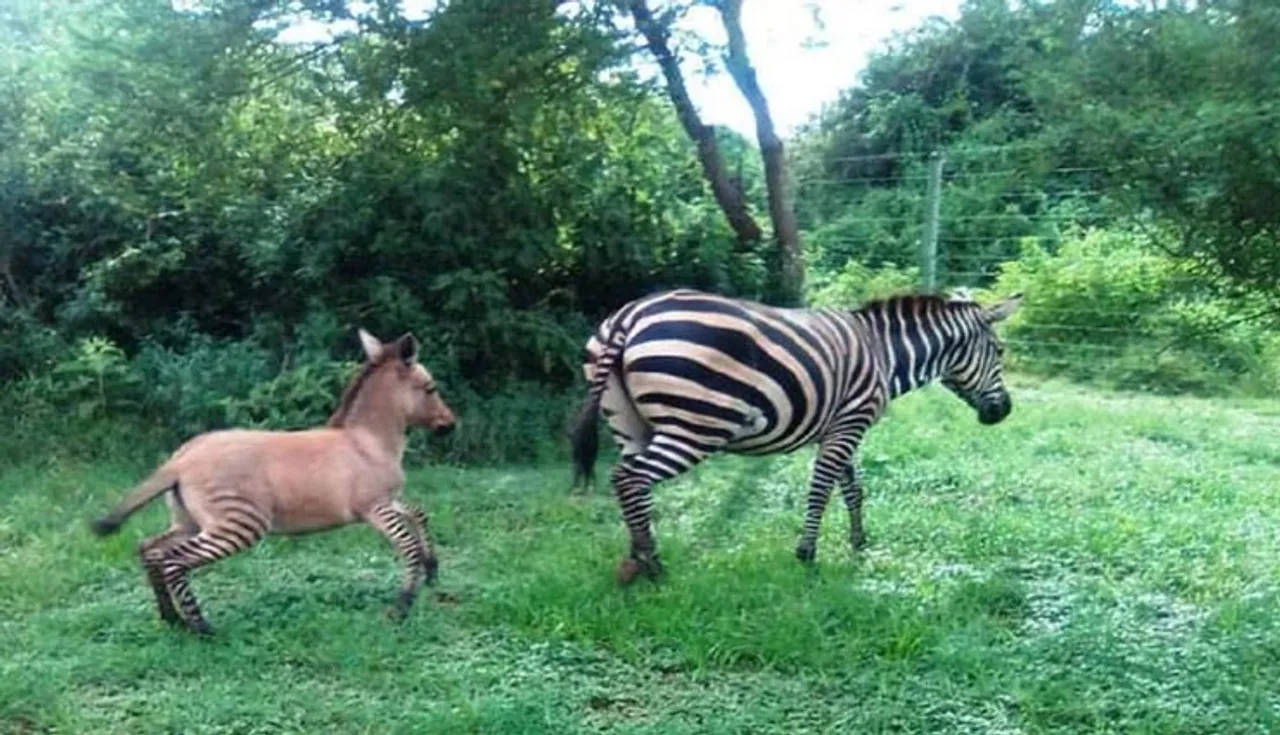 zonkey