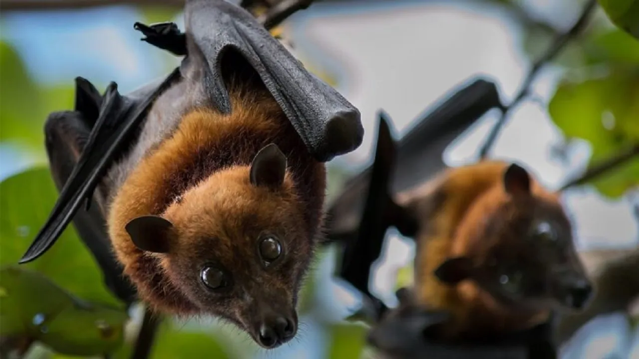 Bat