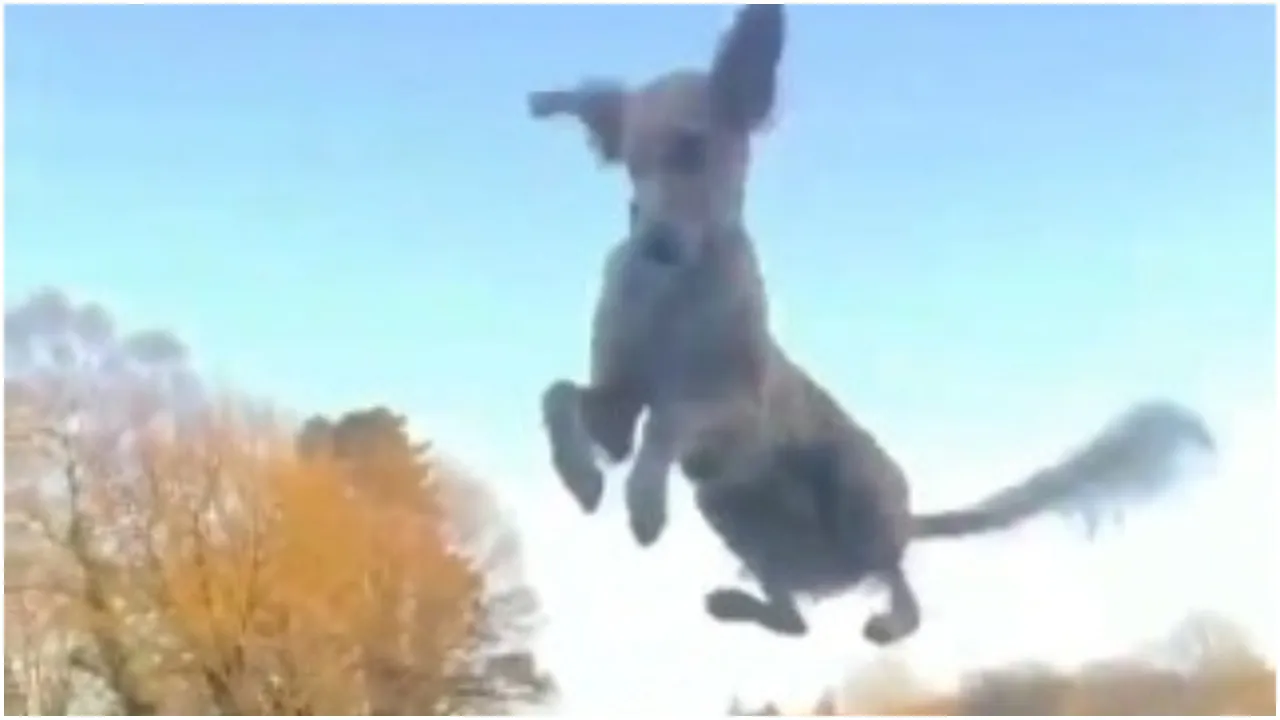 Dog