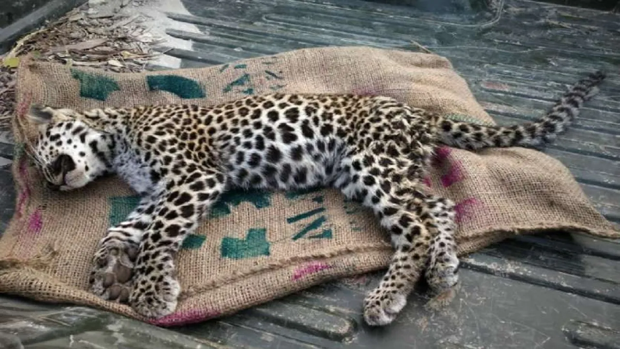panther killed