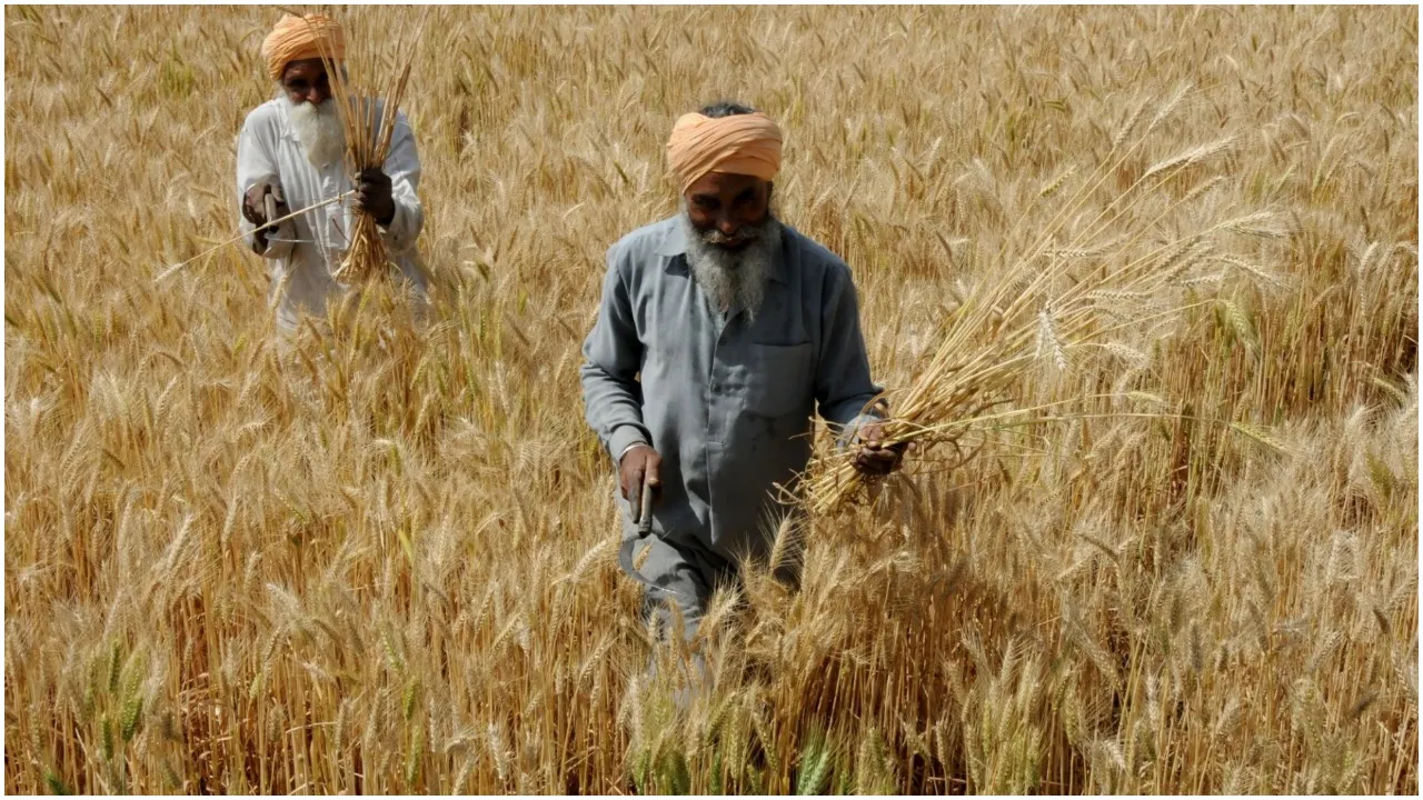 wheat