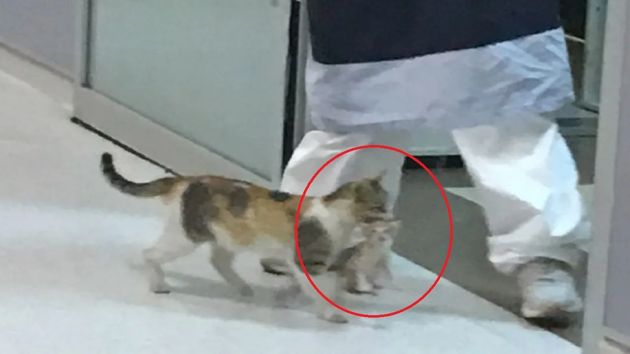 cat kitten