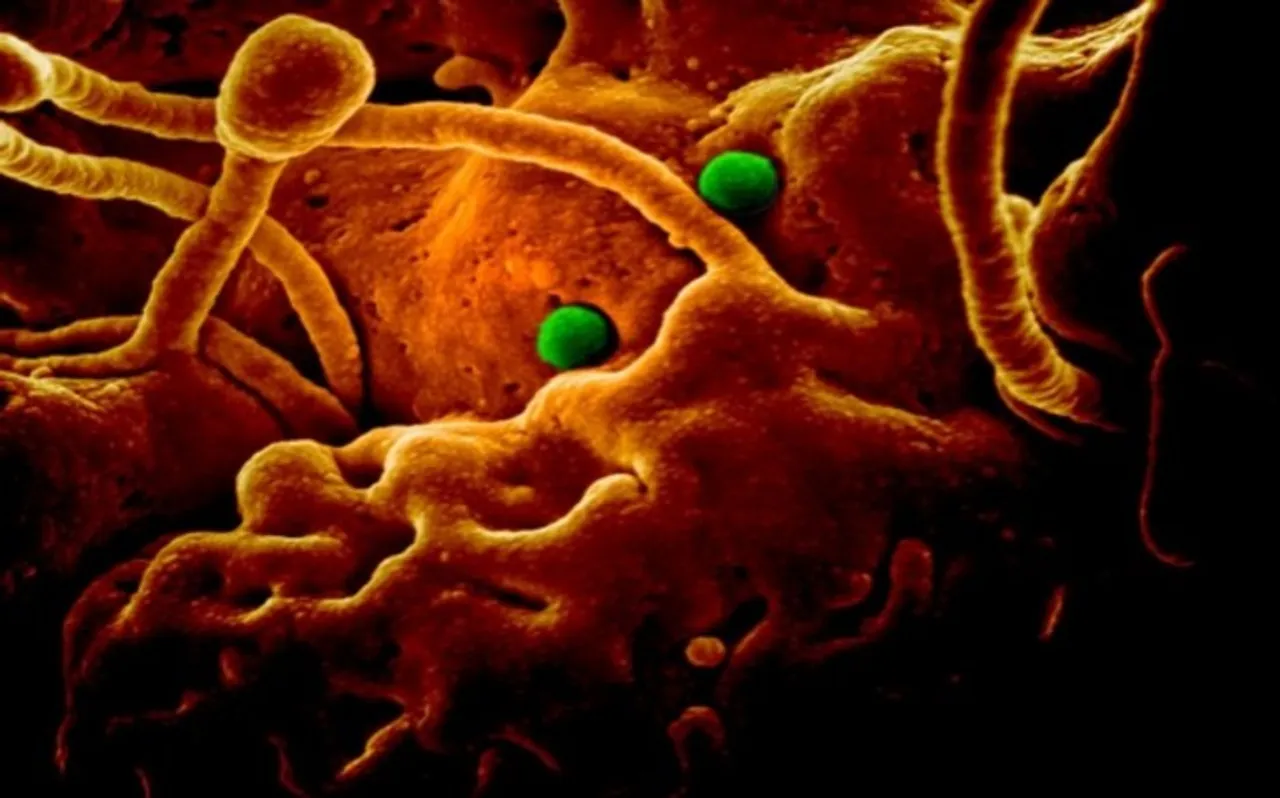 corona Virus