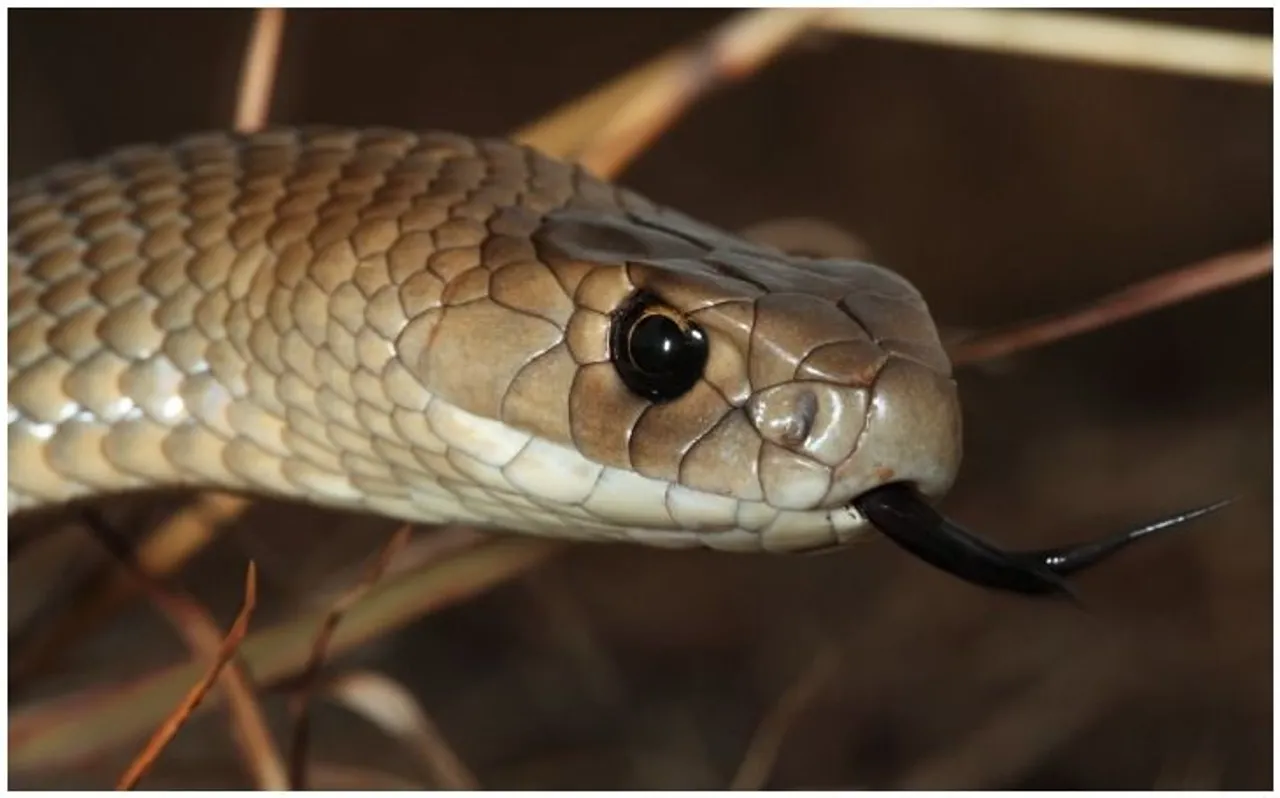 snake
