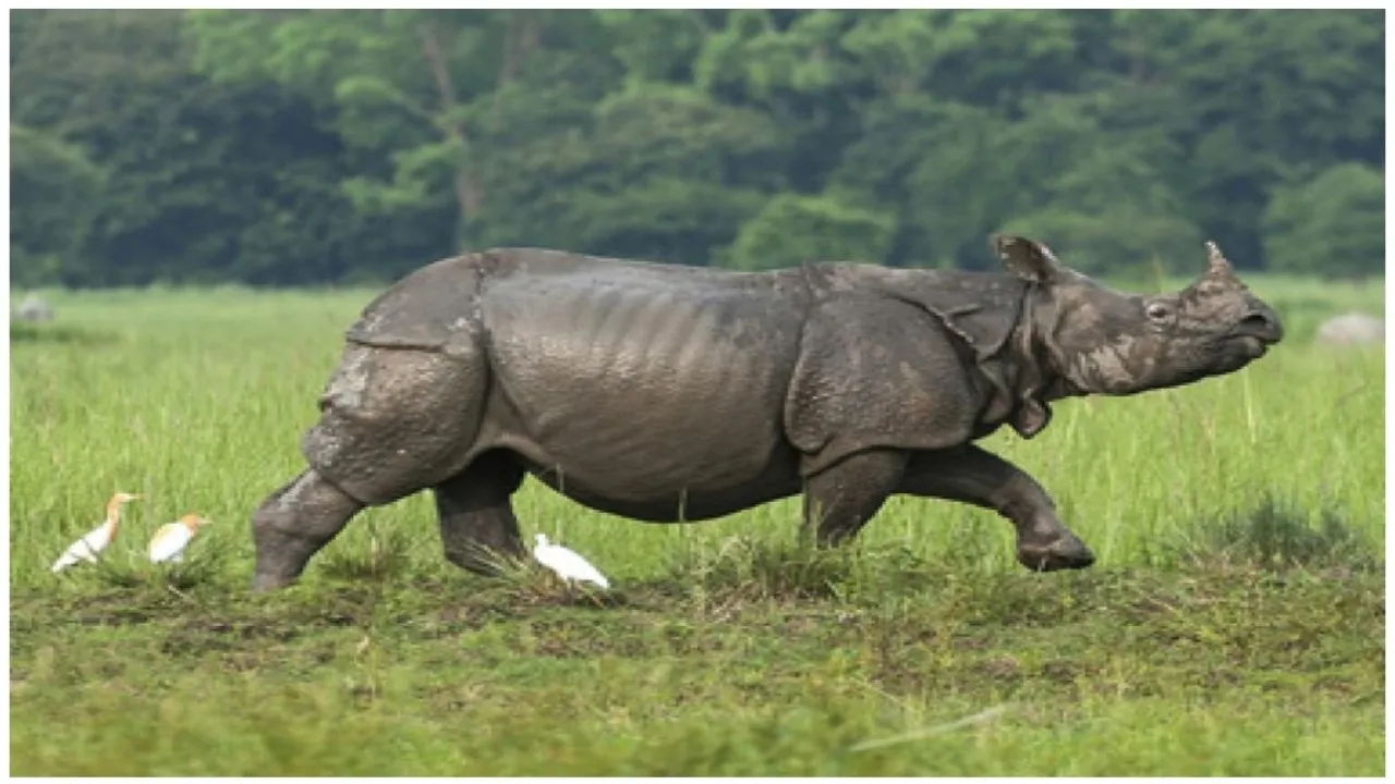 pjimage  14