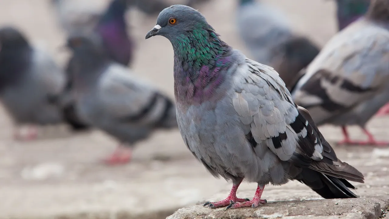 pigeon