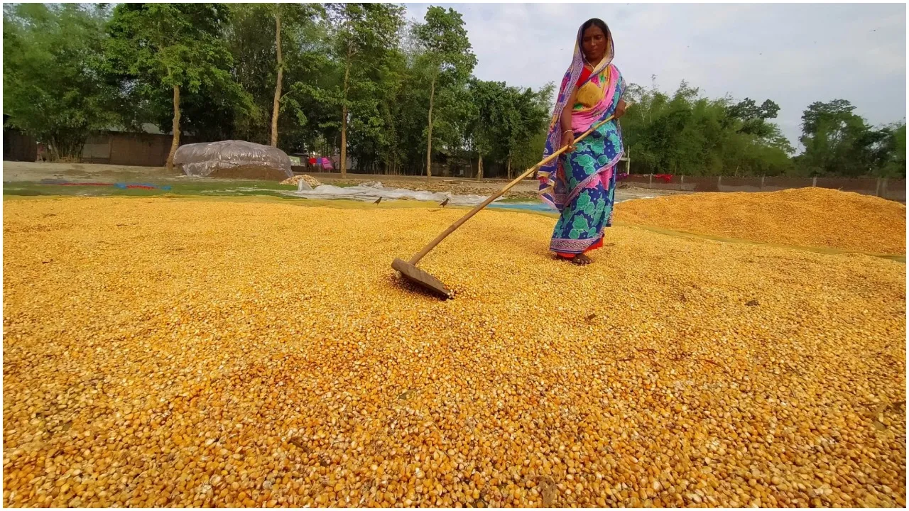 Maize
