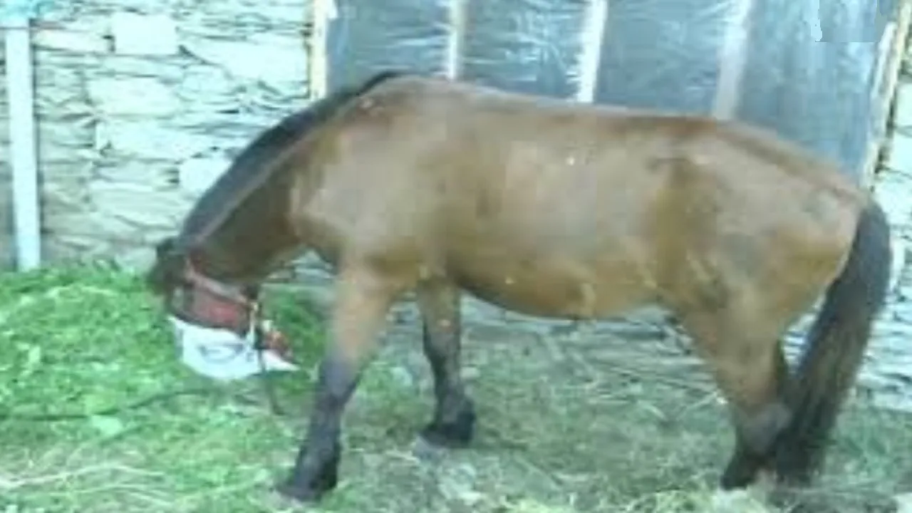 Horse Quarantine