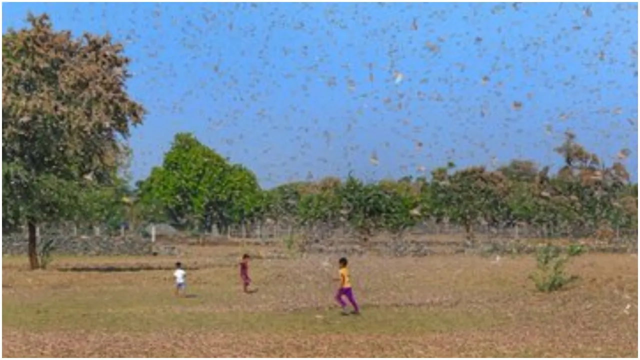 Locust1