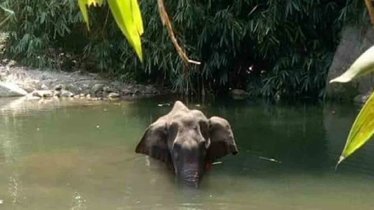 elephant