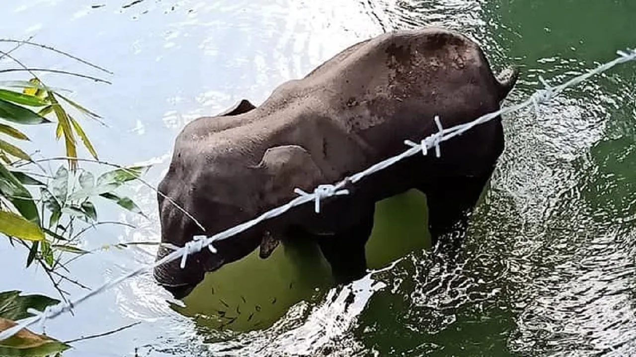 elephant