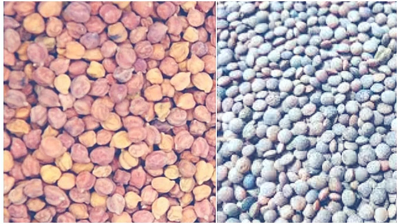 Gram Lentil