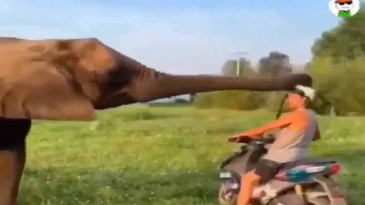 elephant