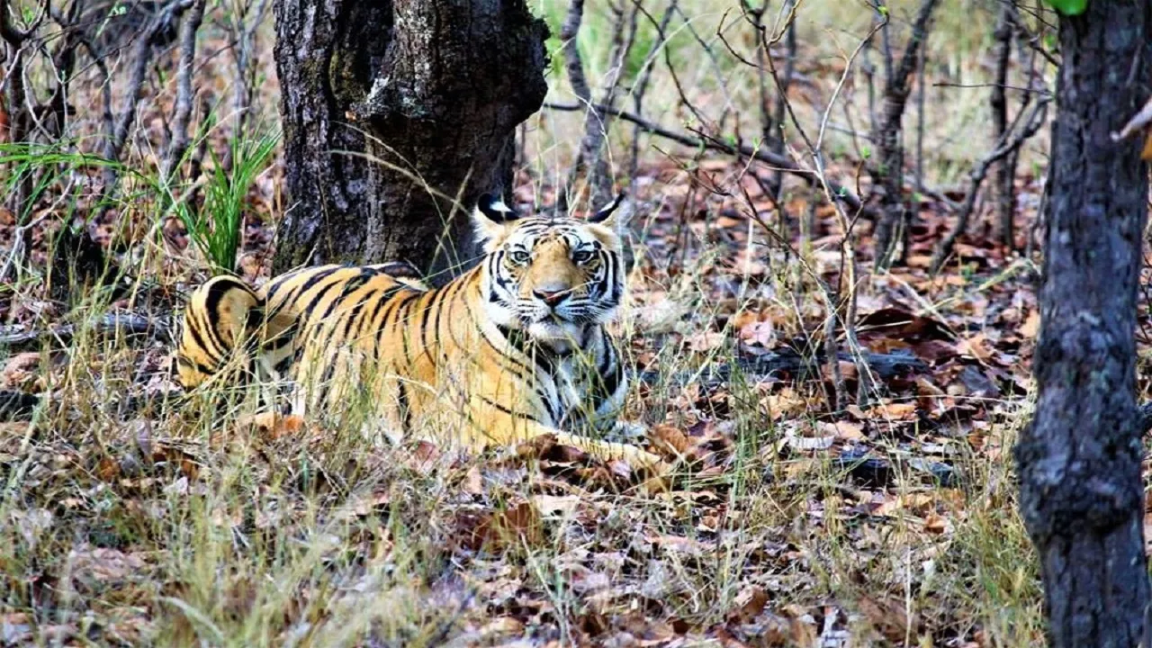 Bandhavgarh National Park