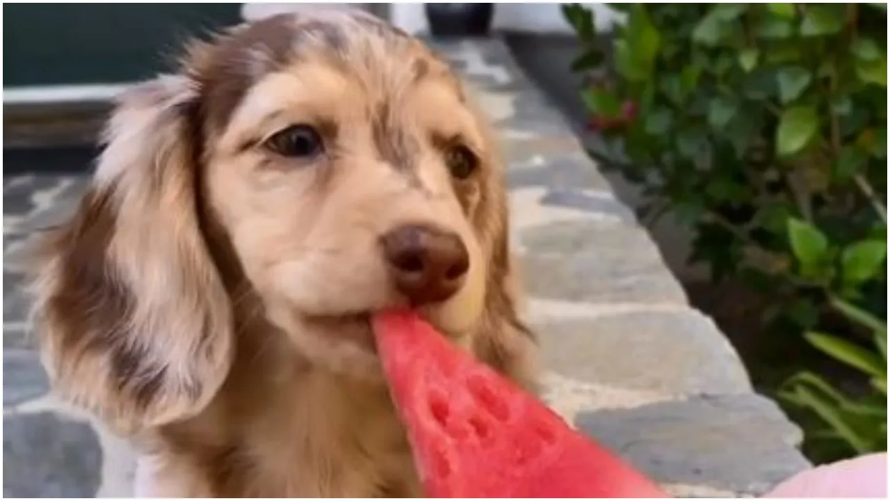 doggy