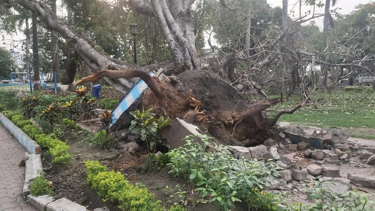 Bhopal tree
