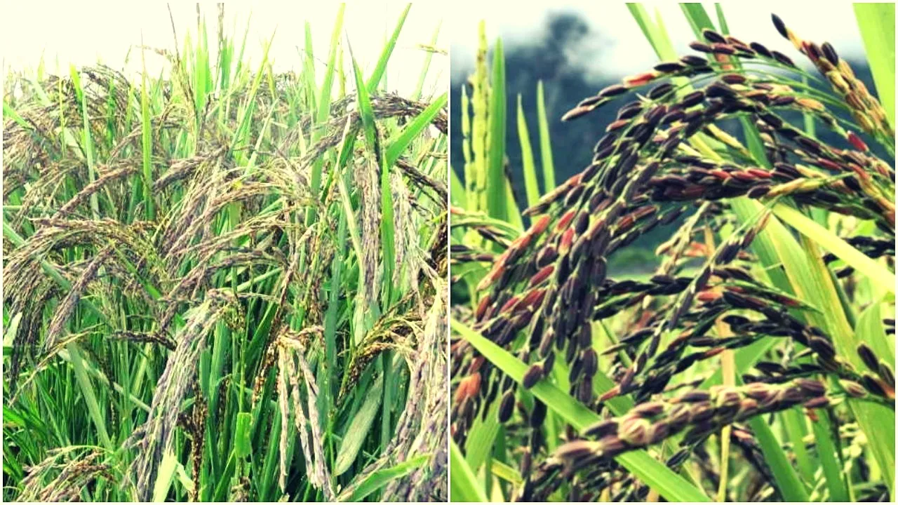 Kala Namak Rice