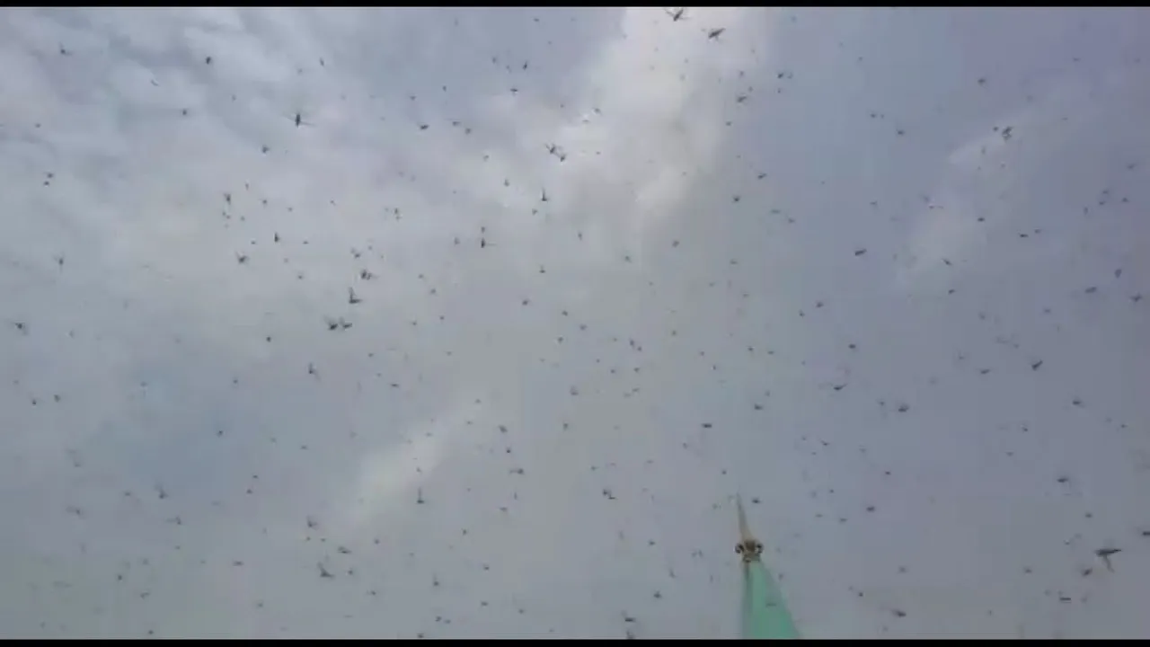 Locusts