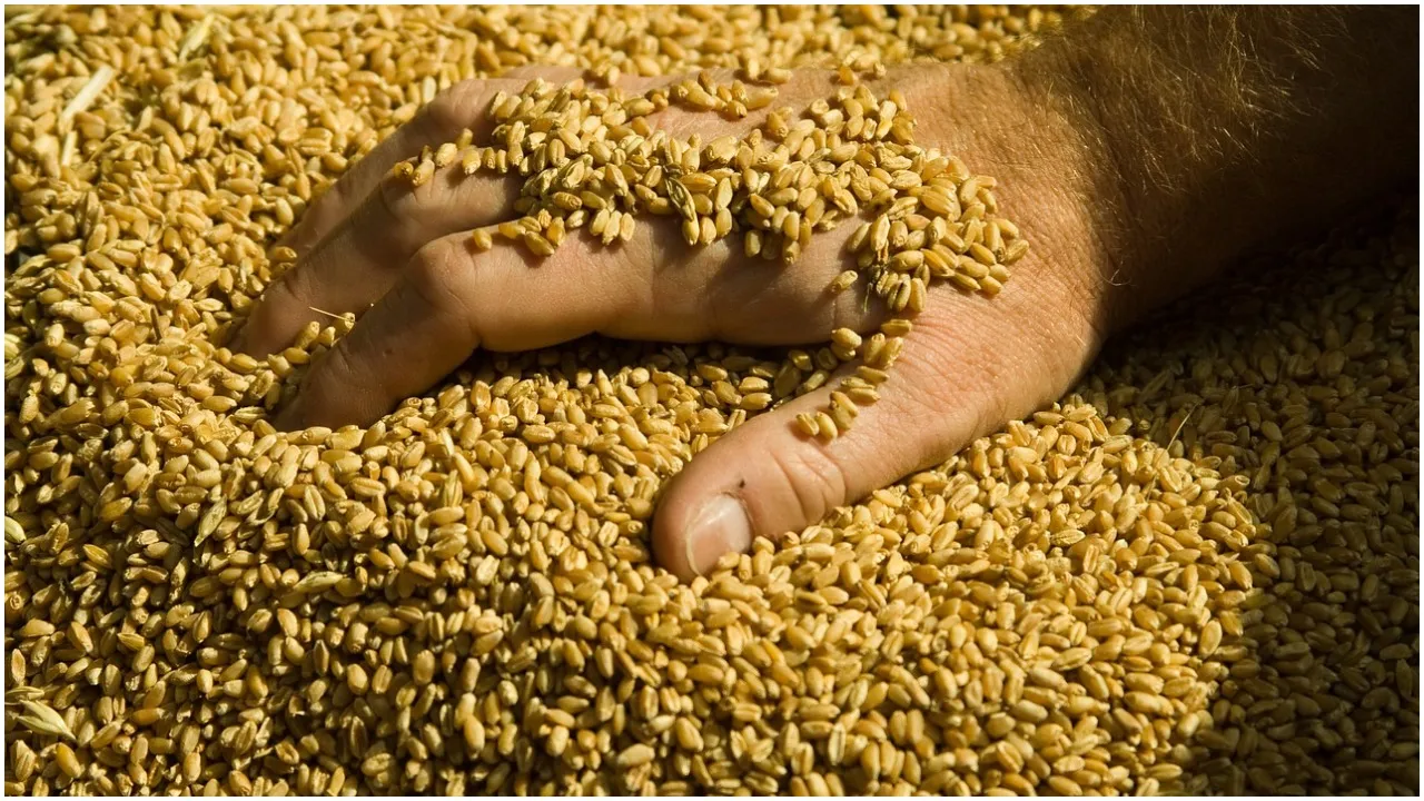 Wheat