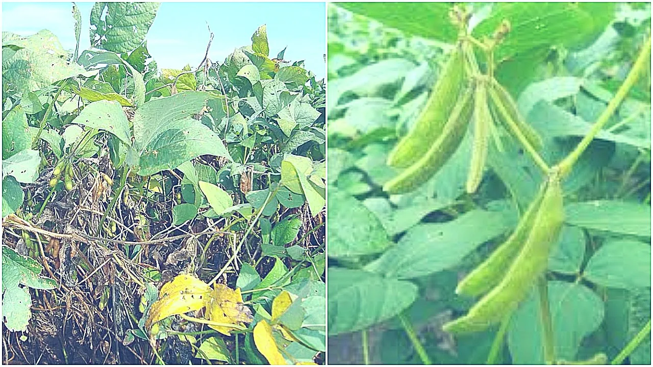 Soybean Crop