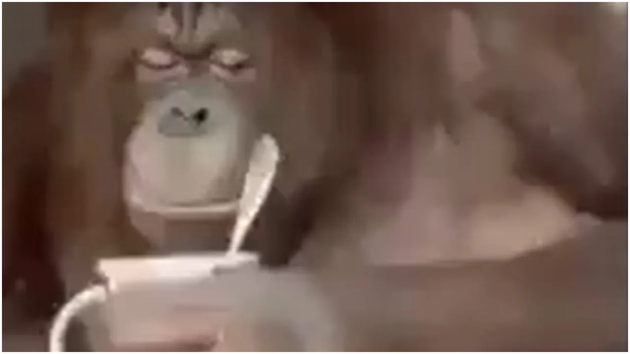Monkey