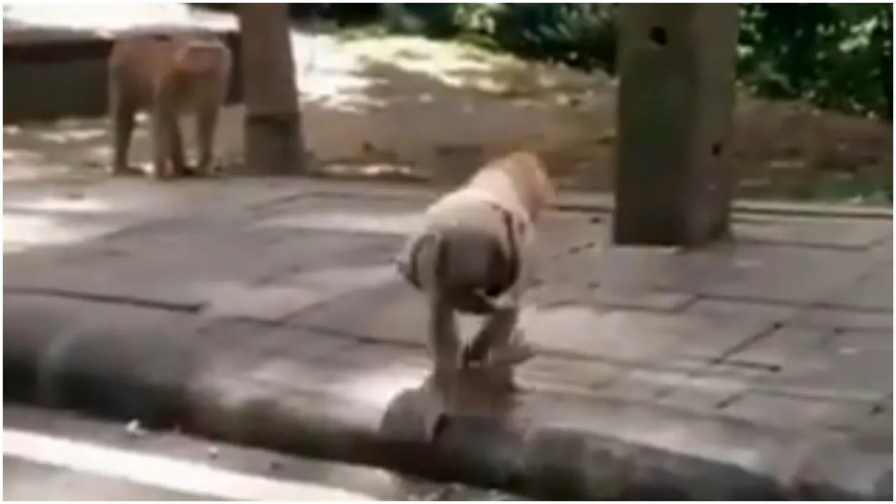 Monkey Mask