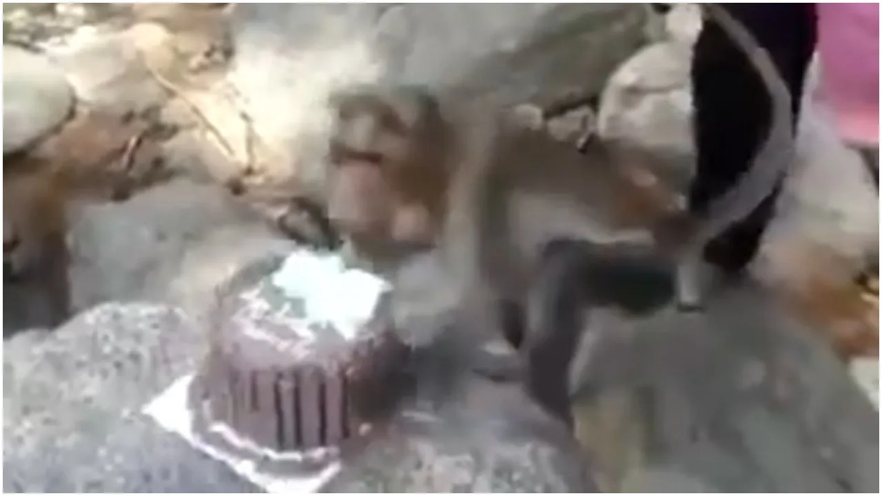 Monkey Cake