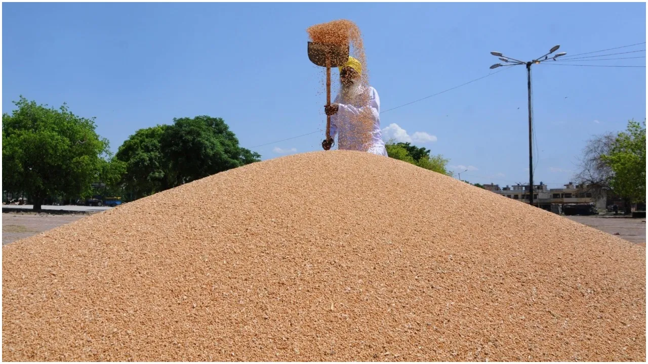 Wheat
