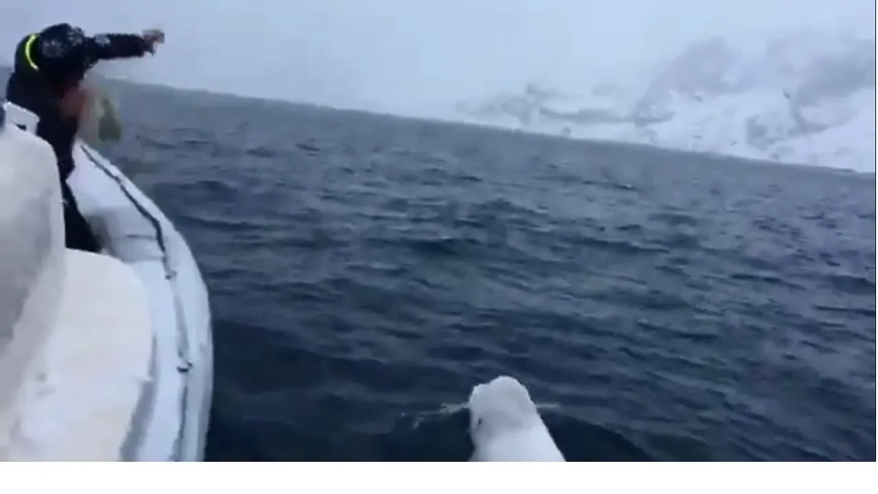 Beluga whale