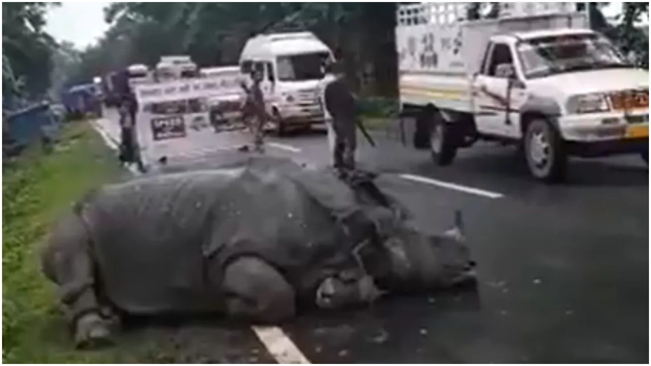 Rhino