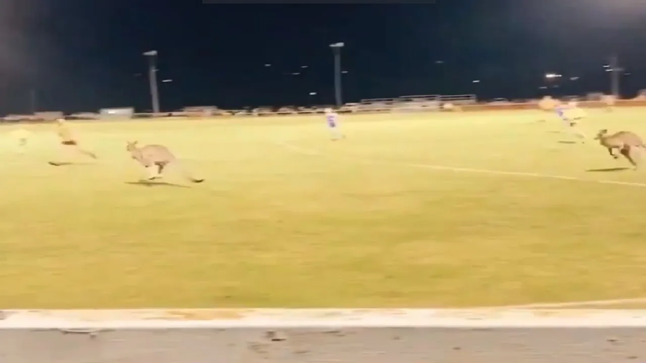 kangaru