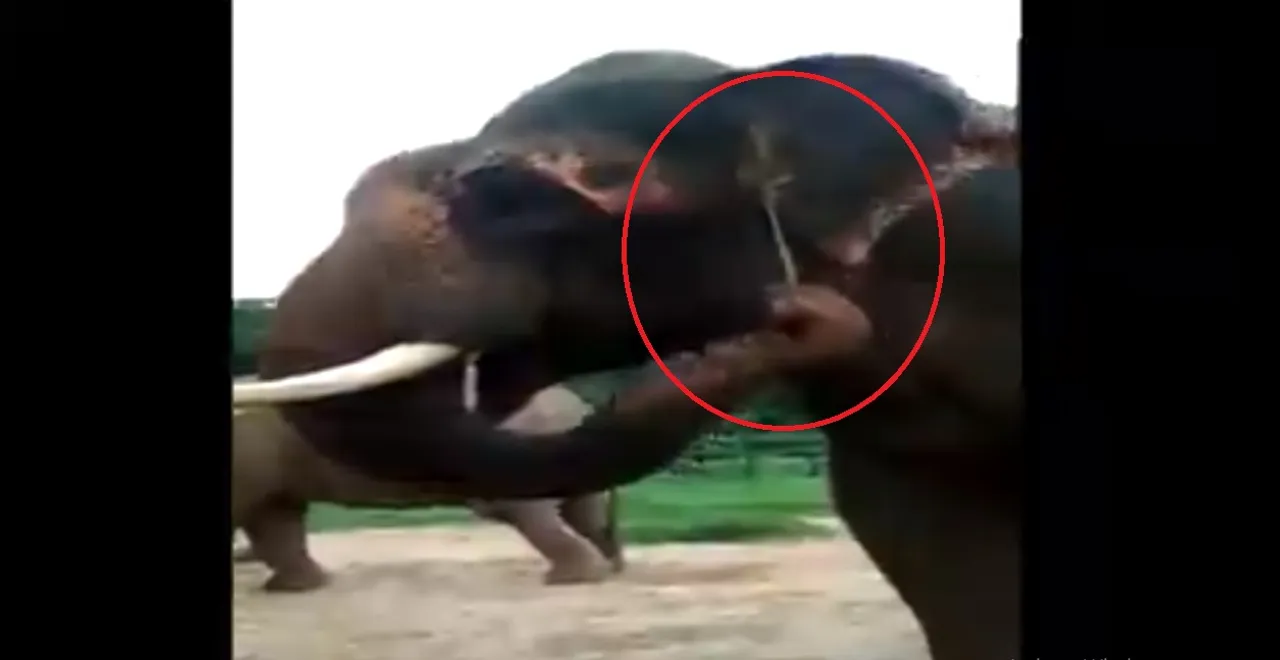 elephant