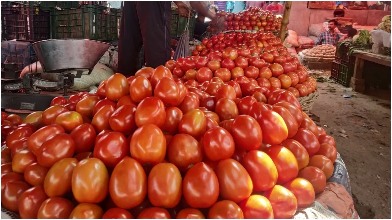 tomatoes