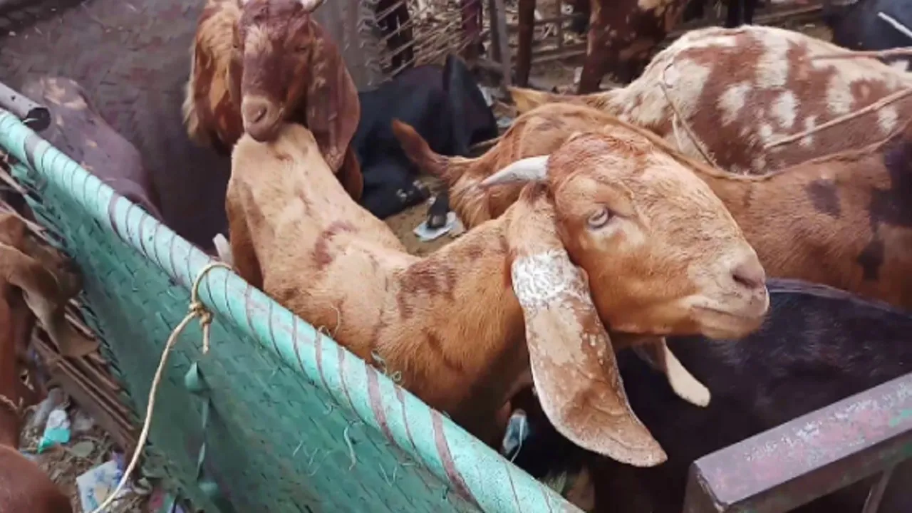 Bakra Market