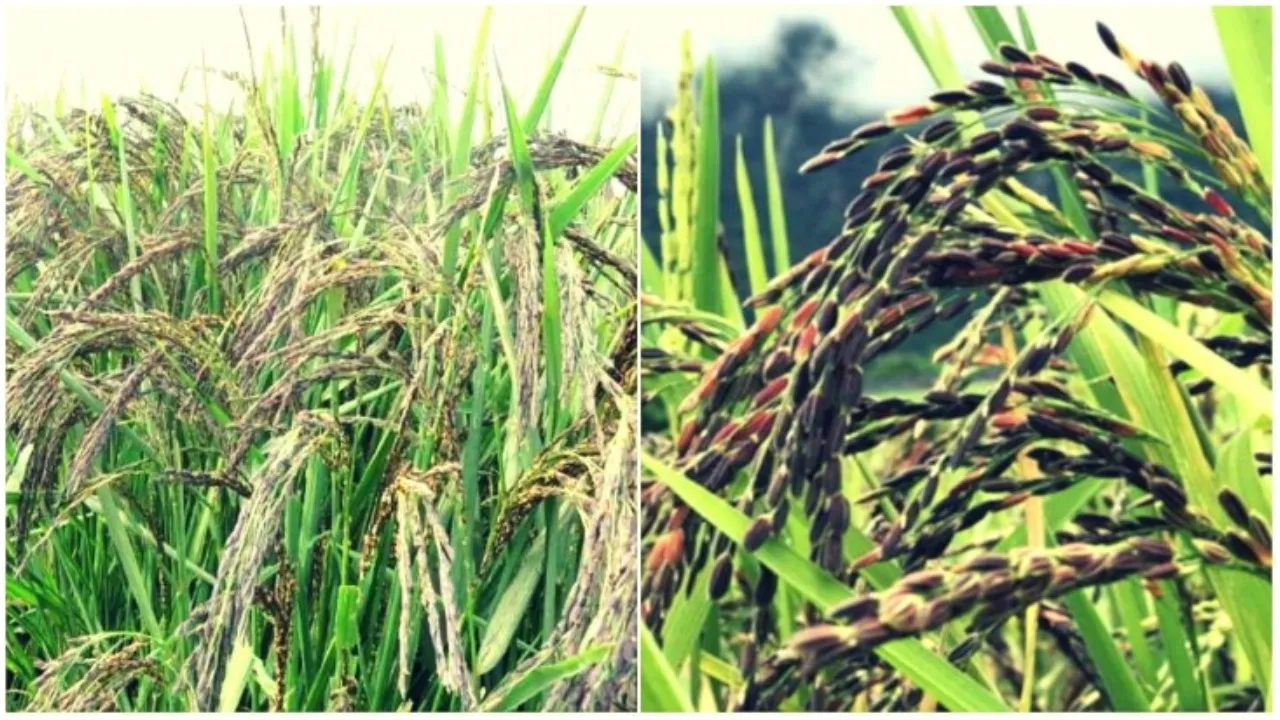 Kala Namak Paddy