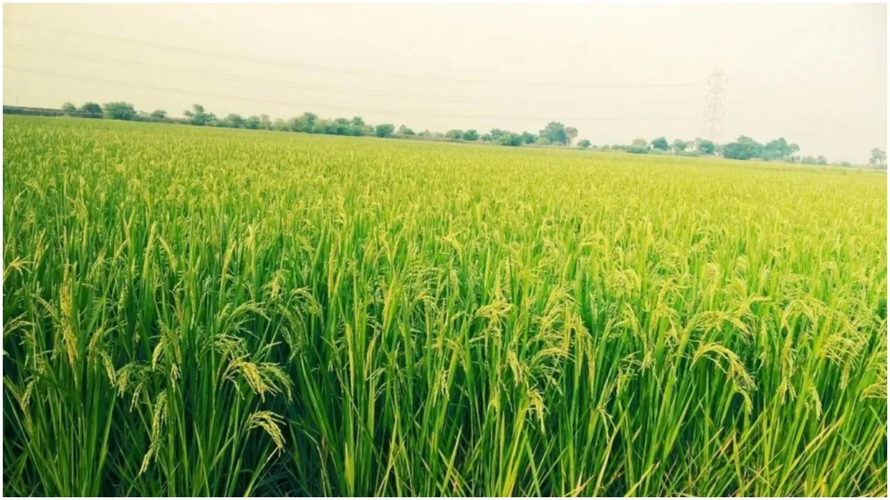 Paddy Field