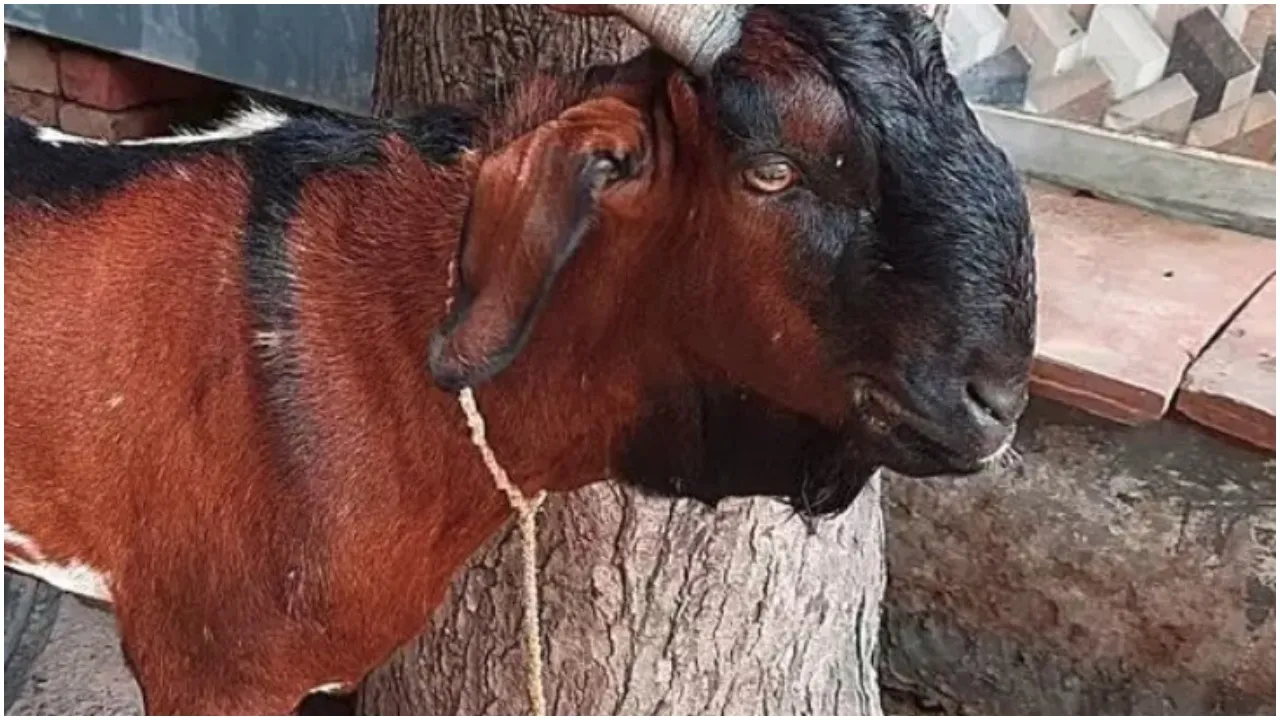 Goat