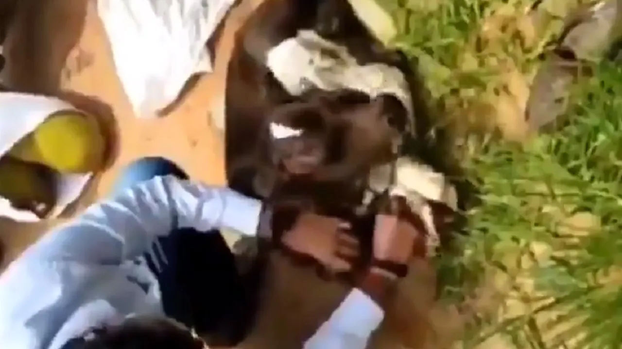 cow2