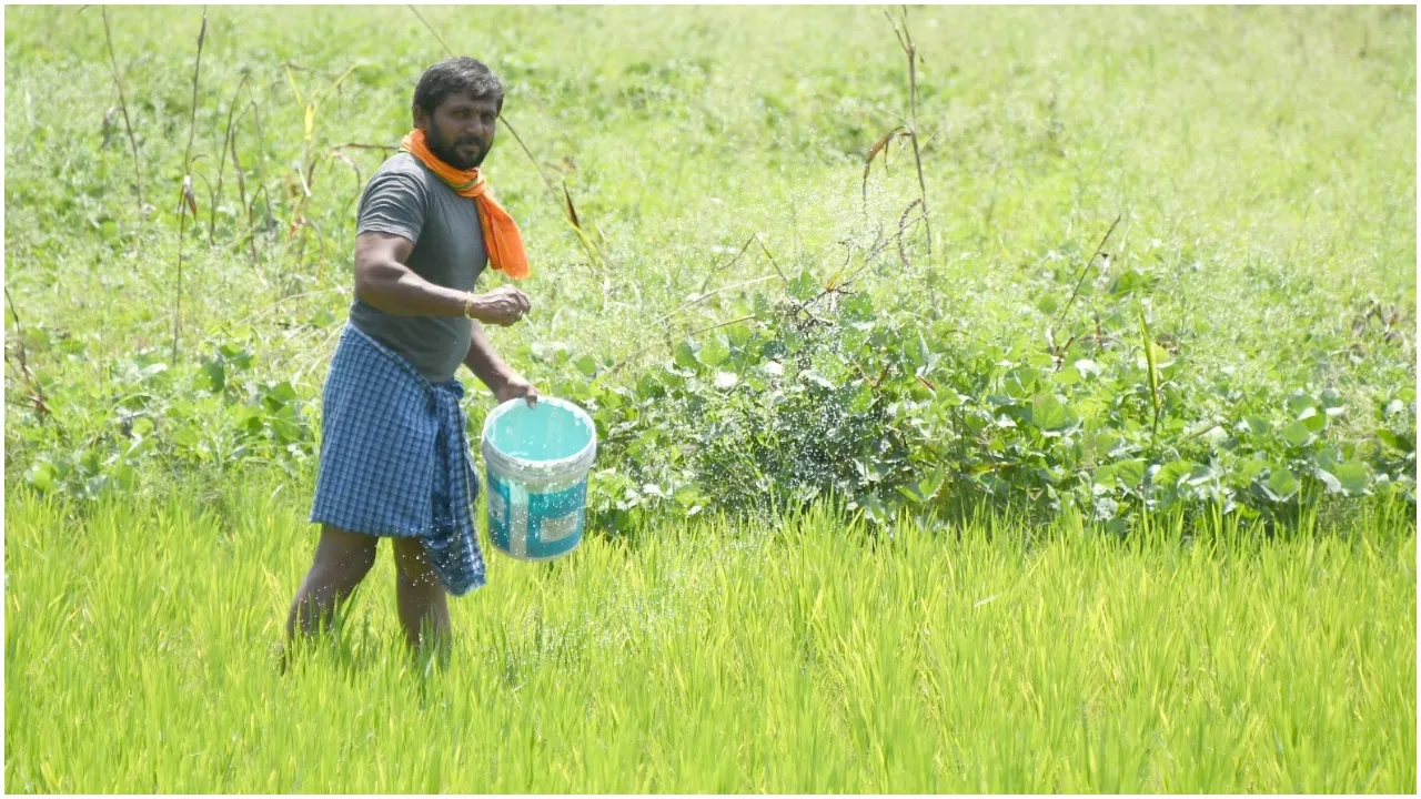 All India Crop Situation