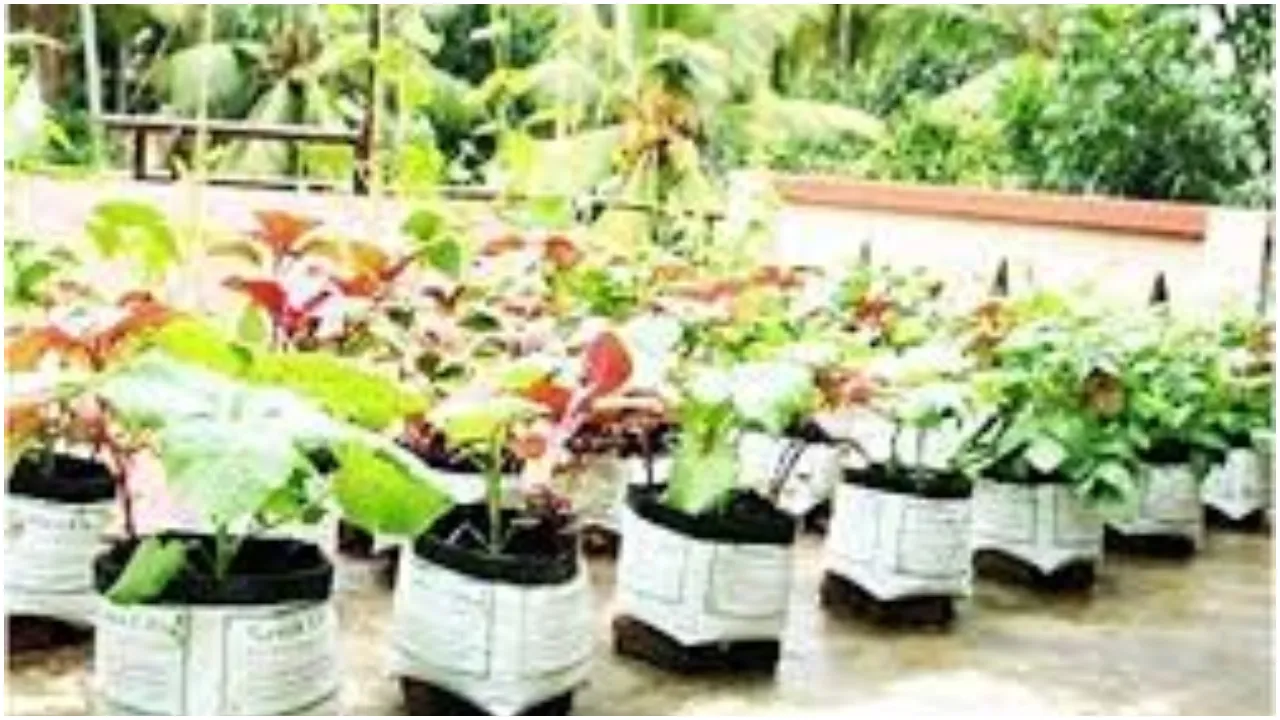 Home Garden