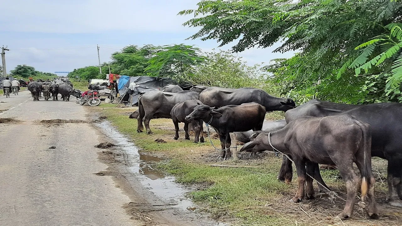 Bihar Floods Animals