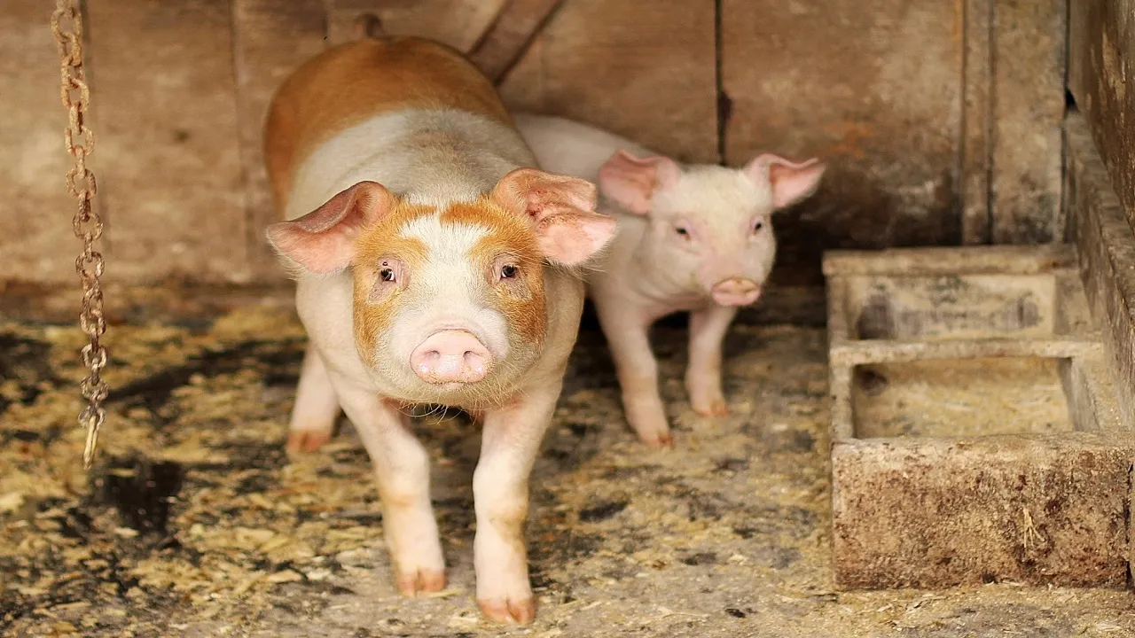 pigs