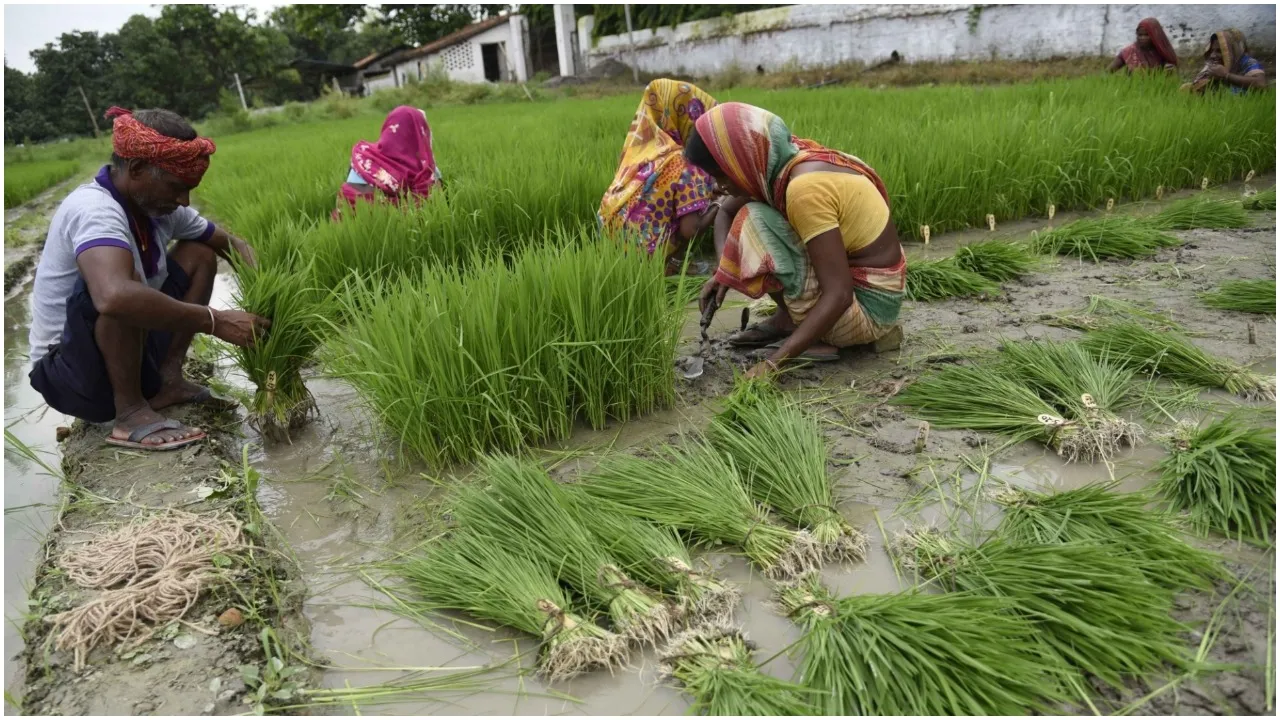 Kharif Sowing Report
