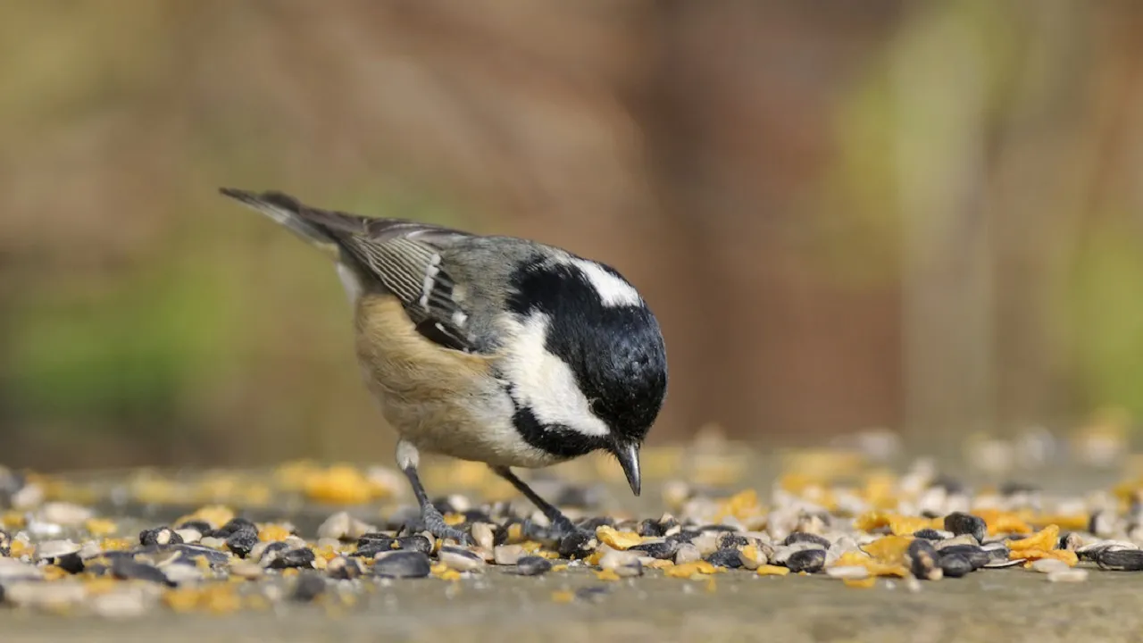 bird