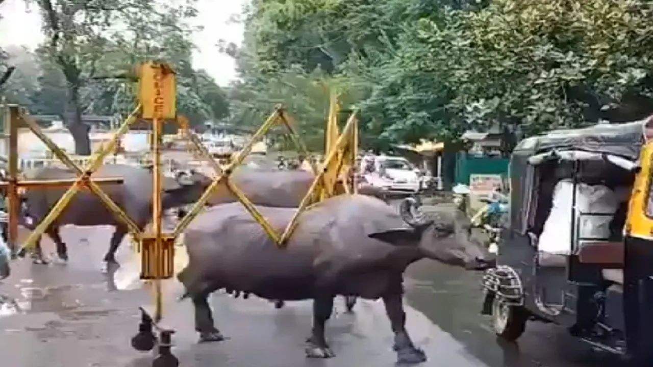 buffalo1
