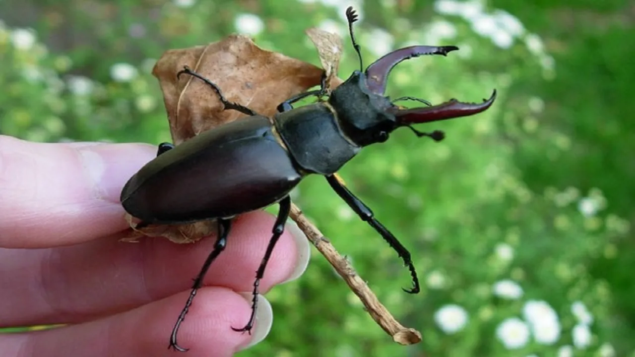 stag beetal
