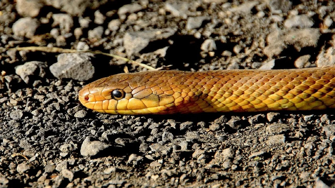 Snake