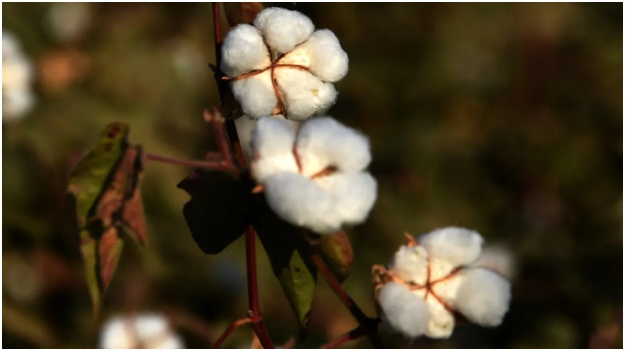 Cotton